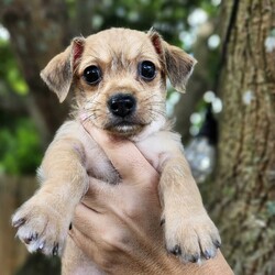 Adopt a dog:Cosmo/Chihuahua/Male/Baby,Meet Cosmo, a charming little bundle of joy! This adorable puppy is looking for a loving family to call his own. With his curious nature, affectionate demeanor, and playful spirit, Cosmo is sure to bring endless happiness to your home.

Cosmo has been living in foster care with his biological brother and a much larger foster brother, and he’s been absolutely fantastic with both people and dogs. He’s a quick learner and is working hard on potty training and crate training. You’ll be amazed at how quickly he adapts to your routine.

One of Cosmo’s best qualities is his ability to sleep through the night. This means you can enjoy peaceful nights without worrying about him. Plus, his small size makes him the perfect companion for adventures, whether you’re taking a leisurely walk or exploring a new park.

If you’re looking for a loyal, loving, and easy-going puppy, Cosmo is the perfect match. He’s eager to shower you with affection and is always up for a game of fetch or a belly rub. Don't miss out on the opportunity to bring this sweet boy into your life.