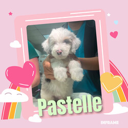 Adopt a dog:Pastelle & Queso/Aussiedoodle/Female/Baby,Meet Pastelle and Queso: A Pair of Sweethearts Seeking a Special Home!

Pastelle and Queso are two adorable puppies with hearts full of love and a spirit that shines brightly, despite their unique challenges. These 8-week-old siblings are partially blind and deaf, but that hasn’t dampened their enthusiasm for life. They’re both incredibly sweet, fluffy, and cuddly, and they have an amazing knack for bringing joy to everyone they meet.

These lovable pups came to us straight from the euthanasia list, and we couldn’t bear to see them miss out on the chance for a happy life. Because of their special needs, we’ve made the decision to keep them together, as they provide each other with comfort and companionship.

Pastelle and Queso may require a bit of extra care, but they’re playful, loving, and full of puppy energy. They still love to play, eat, and bark like any other happy pups. Their condition means they’ll need a bit of assistance and understanding from their new family, but in return, they’ll offer endless affection and a bond that’s truly special.

If you have experience with or are comfortable with special needs dogs, and you’re looking for a pair of delightful, furry friends to brighten your life, Pastelle and Queso might just be the perfect match for you. They’re ready to bring love, laughter, and their unique charm into a home where they can flourish and be cherished.

Come meet Pastelle and Queso, and let these sweet pups show you how wonderful life can be with a pair of perfect little companions by your side.