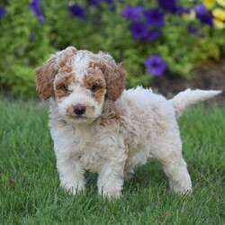 Gracie/Miniature Poodle									Puppy/Female	/July 1st, 2024,Gracie is a Mini Poodle looking for a new forever home! Both puppies parents are here on site to meet along with the puppies. All puppies are registered AKC, Vet checked, de wormed   shots given, come with all there required paperwork and ready to go. Puppies are well socialized with family and young kids and used to the outdoors. Each puppy also comes with a 1 year health guarantee and a bag of puppy food! To schedule an appointment to meet one of these amazing pups please reach out to us today!