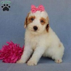 Emmy/Mini Goldendoodle									Puppy/Female	/7 Weeks,Prepare to fall in love !!! My name is Emmy and I’m the sweetest little F1b mini goldendoodle looking for my furever home! One look into my warm, loving eyes and at my silky soft coat and I’ll be sure to have captured your heart already! I’m very happy, playful and very kid friendly and I would love to fill your home with all my puppy love!! I am full of personality, and I give amazing puppy kisses! I stand out way above the rest with my beautiful red and white coat! I will come to you vet checked, microchipped and up to date on all vaccinations and dewormings . I come with a 1-year guarantee with the option of extending it to a 3-year guarantee and our puppies also come with 30 days of pet insurance! My mother is Sadie, our 35#mini goldendoodle with a heart of gold and my father is Atlas, our handsome 16#AKC red abstract mini poodle and he has been genetically tested clear! Both of my parents are very sweet and kid friendly which will make me the same and they are available to meet!! I will grow to approx 20-25# and I will be hypoallergenic and nonshedding! Why wait when you know I’m the one for you? Call or text Martha to make me the newest addition to your family and get ready to spend a lifetime of tail wagging fun with me! (7% sales tax on in home pickups)