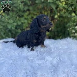 Carly/Dachshund									Puppy/Female	/7 Weeks,Meet Carly. This adorable mini long haired Dachshund puppy is well socialized and raised in a family home. She is vet checked, up to date on shots, and dewormed. 