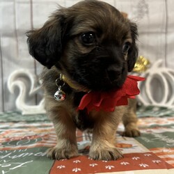 Adopt a dog:Foxy/Tibetan Spaniel/Female/Baby,Everyone, meet Foxy, the adorable puppy with a heart of gold! Foxy is a friendly and funny little pooch with lots of love to give. She is gentle, loyal, and playful, and she's always up for an adventure. Despite her small size, Foxy has a big personality and is always eager to learn new things and make new friends. She is great with children and would make an excellent addition to a family who is looking for a new furry member. Foxy is quiet and affectionate and will be your best friend from the moment you meet her. She is a very curious dog, and will explore and sniff around everywhere she goes. She loves a good snuggle and often gets told that she is the best cuddler in the world. If you're looking for a furry friend who will stick by your side through thick and thin, Foxy is the one for you! Come and meet her today and be prepared to fall in love.