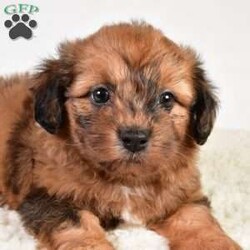 Beau/Shih-Poo									Puppy/Male	/7 Weeks,Meet Beau the Shihpoo Boy! With his stunning Chocolate Merle hair coat, he is super fluffy and loves cuddling! He has a sweet personality that is friendly and loves everyone, making him a great fit to any family!