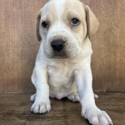 Marble/Rhodesian Ridgeback/Female/Baby Adopt a dog:Marble/Rhodesian Ridgeback/Female/Baby,Meet Marble, a delightful 6-week-old female Rhodesian Ridgeback/Boxer mix. With her charming personality and playful spirit, Marble is a blank slate, ready to become the gem of your life. She thrives on curiosity, playtime, and the warmth of being part of a loving family.
Marble is eager to take on the joys that come with being a puppy. Whether it's tackling the challenges of snack time, snuggling on the couch, or wagging her tail in pure happiness, she is enthusiastic about making memories with you.
As she embarks on her journey to find a forever home, Marble is searching for a family that will nurture her playful nature and help her grow into the wonderful companion she's destined to be. If you're ready for a life filled with adventure and love, Marble is here to roll right into your heart. Will you be the forever home she is looking for?