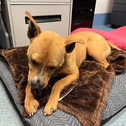 Adopt a dog:Emmy/American Staffordshire Terrier/Female/1 Year 1 Month,Hello, my name is Emmy. I am a beautiful 1 year old little lady looking for a loving home. I haven't had a whole lot of luck in my life, but I am ready to start a new chapter. I am a quiet girl and can be shy, but I am gentle and respectful in the presence of humans. At times I can become a bit overwhelmed. I would like a quiet household, a warm soft bed and somewhere in the home that I can call my 