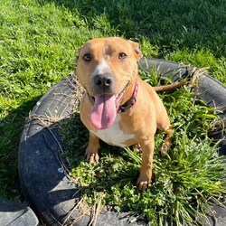 Adopt a dog:Emmy/American Staffordshire Terrier/Female/1 Year 1 Month,Hello, my name is Emmy. I am a beautiful 1 year old little lady looking for a loving home. I haven't had a whole lot of luck in my life, but I am ready to start a new chapter. I am a quiet girl and can be shy, but I am gentle and respectful in the presence of humans. At times I can become a bit overwhelmed. I would like a quiet household, a warm soft bed and somewhere in the home that I can call my 