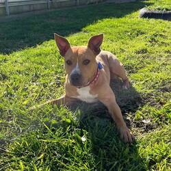 Adopt a dog:Emmy/American Staffordshire Terrier/Female/1 Year 1 Month,Hello, my name is Emmy. I am a beautiful 1 year old little lady looking for a loving home. I haven't had a whole lot of luck in my life, but I am ready to start a new chapter. I am a quiet girl and can be shy, but I am gentle and respectful in the presence of humans. At times I can become a bit overwhelmed. I would like a quiet household, a warm soft bed and somewhere in the home that I can call my 