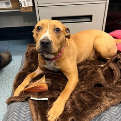 Adopt a dog:Emmy/American Staffordshire Terrier/Female/1 Year 1 Month,Hello, my name is Emmy. I am a beautiful 1 year old little lady looking for a loving home. I haven't had a whole lot of luck in my life, but I am ready to start a new chapter. I am a quiet girl and can be shy, but I am gentle and respectful in the presence of humans. At times I can become a bit overwhelmed. I would like a quiet household, a warm soft bed and somewhere in the home that I can call my 