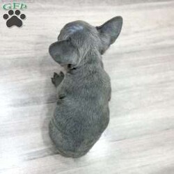 Holly/French Bulldog									Puppy/Female	/8 Weeks,This sweet and adorable AKC Registered French Bulldog is looking for a forever family!