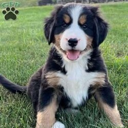 Sage/Bernese Mountain Dog									Puppy/Female	/July 5th, 2024,Hello meet Sage one of our baby Bernese Mountain Dogs. Sage is a very cute and spunky little girl . She was born with her three sisters and one brother. She also loves attention and will follow you around. Sage is 