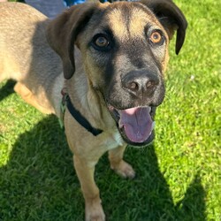 Parker/Dogue de Bordeaux / Australian Kelpie/Male/9 Months,Hi I'm Parker and I'm a sweet little boy that is now on the search for my new furever home! I haven't had the best start to life and need a family that can help me learn about the wide world around me. I haven't been exposed to many things that I might encounter in a home so there are going to be a few things that I don't understand. I will need a home that is a bit quieter as I can become a bit overwhelmed if too many things are happening at the same time. I will need calm guardians to show me all of the things in the world that I don't know and help me through the next part of my life.  I do enjoy the company of other dogs but they excite me too much for me to live with another furry friend for now. It would be best for me to learn how to play nicely with another dog from a calm social dog. Requirements: Parker is a special pup that needs a gentle hand to guide him through the next stages of his life. If you think that your home would be perfect for him then please apply at 