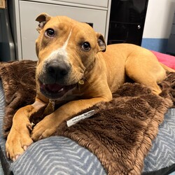 Adopt a dog:Emmy/American Staffordshire Terrier/Female/1 Year 1 Month,Hello, my name is Emmy. I am a beautiful 1 year old little lady looking for a loving home. I haven't had a whole lot of luck in my life, but I am ready to start a new chapter. I am a quiet girl and can be shy, but I am gentle and respectful in the presence of humans. At times I can become a bit overwhelmed. I would like a quiet household, a warm soft bed and somewhere in the home that I can call my 