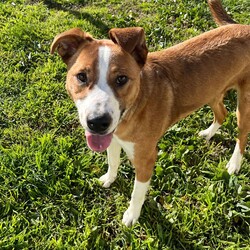 Frank/Australian Cattle Dog / American Staffordshire Terrier/Male/1 Year,Hello! My name's Frank. What's yours? I am a well-mannered young man who is on the lookout for a human or humans to join on your adventures and to be your best buddy at home. I have spent a little time here at the shelter and during this time the staff have seen me grow from a slightly timid kid to a confident, chilled out young man. Well, most of the time. Sometimes I can get a bit excited and bouncy – because of this I'd be best suited to a family aged 12 yrs and up so that I don't bounce someone over accidentally. I have a happy nature – I can't wait for you to get to know me! My favourite things are playing with toys and going on walks with my doggy friends. If you have a dog at home, please bring them in to meet me to make sure we are a good match! I’ve heard about something called a “backyard,” and it sounds like a dream! An area all for me to run around, climb, sniff, and explore; at the shelter we have grass yards, but I have to share them with all the other doggies. Sigh. But don’t think I’m just an outdoor adventurer; I also love lounging inside, playing with my toys, or chasing butterflies in my dreams. I would not be suited to a home with cats or pocket pets. I would suit a full time worker if you have time to settle me into my new home. Lastly! What are you waiting for? Yours, Frank -Must meet all dogs -No pocket pets or cats -No children under 12