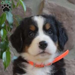 Bailey/Bernese Mountain Dog									Puppy/Female	/6 Weeks,Here comes Bailey! Say hello to this cute & cuddly Bernese Mountain Dog puppy. She is family-raised and socialized, making her an excellent fit for anyone interested in adopting. Also, Bailey will come home vet checked and up to date on shots & wormer, plus the breeder provides a 30-day health guarantee. If you want to arrange a meet & greet with this happy pup who can be registered with the AKC, please call the breeder today!