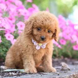 Carla/Cavapoo									Puppy/Female	/7 Weeks,Meet Carla, an adorable F1B Cavapoo who is ready to fill your home with joy and love! With her soft, curly coat and bright, expressive eyes, this little girl is the perfect mix of her Poodle dad, Sammy (12 lbs), and her Cavapoo mom, Beaulah (13 lbs). Her playful personality and gentle demeanor make her a wonderful companion for any family.