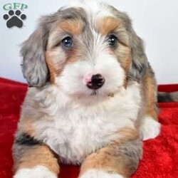 Harmony/Australian Mountain Doodle									Puppy/Female	/8 Weeks,Meet Harmony, she will melt your heart with her cuteness, super sweet loving temperament and personality. 