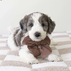 Panda/Bernedoodle									Puppy/Male	/6 Weeks,Meet Panda! Beautiful F1b blue merle boy. He is super sweet with a soft wavy/curly hair coat. Estimated full grown weight 50  lbs. UTD on his shots and dewormings, will come home with a two year health guarantee, health record, wellness exam copy, CKC application, 30 day free offer Trupanion, microchipped and a litter mate scented blanket. Both parents have wonderful personalities and are OFA certified and genetically health tested. Contact us for more info. Thank you. 