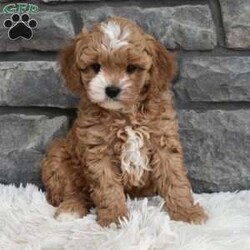 Mason/Cavapoo									Puppy/Male	/8 Weeks,I offer a one year health guarantee. Up to date on shots and dewormings. I’m looking for a loving indoor home. Shipping options are available anywhere in the US. All Sunday calls are returned on Mondays. Thanks Jon