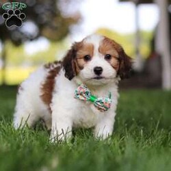 King/Cavachon									Puppy/Male	/9 Weeks,Meet King, the adorable Cavachon puppy who is ready to bring joy and love into your life. With his soft, fluffy coat and those irresistibly sweet eyes, he is a charming little guy who will steal your heart from the moment you meet him. This playful pup is vet checked, up to date on vaccines and wormers, and microchipped, ensuring that he’s healthy and ready to join his forever family.