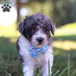 Jasper/Miniature Poodle									Puppy/Male	/9 Weeks,Meet Jasper, an adorable Mini Poodle with a heart full of charm. Bursting with energy, he’s always up for fun and adventure, making every moment exciting. His intelligence and loving personality allow him to connect with those around him, quickly becoming a favorite. Whether he’s chasing after his favorite toy or snuggling up for cozy downtime, his playful yet gentle nature makes him an ideal companion for any loving family!