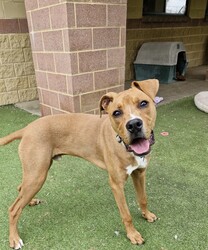 Fletch/American Staffordshire Terrier/Male/10 Months,Hey there, I'm Fletch! I'm a 10-month-old male large breed mix puppy looking for a forever home. I am a tall, leggy boy with plenty more growing to do; I am currently around 27kg. With lots and lots of energy to burn, I would suit a family who can keep up with me. I love learning about life, and I'm eager to explore new things each day. I would suit a home where I'm not left alone for extended periods as I love hanging out with my humans and doing all the fun stuff together. I do love company, but I'm also okay with some alone time if I have things to keep busy and a place to access inside your home where I can retreat to and rest. I don't mind other dogs, I love to have a rough and tumble with some doggy friends during my time at shelter and while I was in foster care. Though I'm a high-energy pup, I would prefer a quiet and calm household where I can relax after my daily playtime. I'm young and eager to learn, so I would love a family who can help me learn all about life. And remember, I'm still a puppy, so I'd be best in a home with kids 12 years or older as I may knock the little ones over – my spatial awareness needs some fine-tuning hahaha! I can't wait to meet you and start our adventures together!