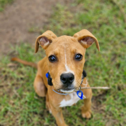 Fletch/American Staffordshire Terrier/Male/10 Months,Hey there, I'm Fletch! I'm a 10-month-old male large breed mix puppy looking for a forever home. I am a tall, leggy boy with plenty more growing to do; I am currently around 27kg. With lots and lots of energy to burn, I would suit a family who can keep up with me. I love learning about life, and I'm eager to explore new things each day. I would suit a home where I'm not left alone for extended periods as I love hanging out with my humans and doing all the fun stuff together. I do love company, but I'm also okay with some alone time if I have things to keep busy and a place to access inside your home where I can retreat to and rest. I don't mind other dogs, I love to have a rough and tumble with some doggy friends during my time at shelter and while I was in foster care. Though I'm a high-energy pup, I would prefer a quiet and calm household where I can relax after my daily playtime. I'm young and eager to learn, so I would love a family who can help me learn all about life. And remember, I'm still a puppy, so I'd be best in a home with kids 12 years or older as I may knock the little ones over – my spatial awareness needs some fine-tuning hahaha! I can't wait to meet you and start our adventures together!