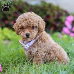 Ceila/Miniature Poodle									Puppy/Female	/8 Weeks,Meet Ceila, the cutest AKC Mini Poodle. She loves to play and has boundless energy. She is always ready for a game of fetch, a brisk walk, or any fun activity that involves their favorite humans. Her playful nature makes her a joy to have around. She has a stunning coat that is both hypoallergenic and non-shedding, perfect for those with allergies. Her fur is beautifully groomed, and she has a graceful presence that turns heads wherever she goes. Poodles are known for their adaptability. They are comfortable in various environments, from bustling city apartments to spacious suburban homes. They get along well with children, other pets, and enjoy being part of family activities.