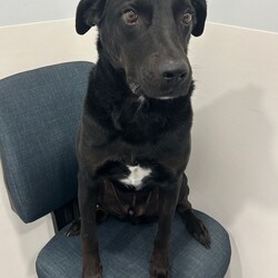 Adopt a dog:Frankie/Labrador Retriever / Australian Kelpie/Male/7 Years 2 Months,Hey there my name is Frankie and I am an older fella who is looking for my new forever home where I can spend my days relaxing in the sun and my nights cuddling while watching some Netflix with my humans!! A little about me, I will need a quieter home with no children as I need a predictable home life. I would love to have indoor and outdoor access so that I can explore the yard and then curl up in a nice comfy spot to sleep. I also have a good association with crates and find these comforting so settling up a crate as a safe haven is a great idea for me. I will need an owner who is experienced with dogs and has some knowledge when it comes to training, I respond well to positive reinforcement training and will need this in my new home. I will need a nice secure yard to explore and nap in and I will also need to be the only animal in the home. I can walk at distance from other dogs but get uncomfortable when they come close so I won't be the boy that can go to off lead areas or cafes that are heavy with dog traffic. Requirements: -Must meet all family -Adult Only Home -Must be only dog -Quiet Home -Experienced Owner  ﻿**If you are interested is giving this wonderful pet a home please visit our website and complete an expression of interest 