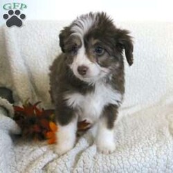 Lucy/Mini Aussiedoodle									Puppy/Female	/8 Weeks,Meet thi loving one of a kind Mini Aussiedoodle puppy with a heart of gold! This little cuite loves attention and come up to date on shots and dewormer. Our puppies are examined by our vet prior to joining their new homes! We also do genetic testing on our parents and offer an extended health guarantee. We focus on early socialization and our children love to play with the puppies each day to help socialize them. To learn more about our puppies contact us today! 