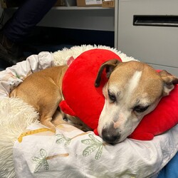 Betty/Welsh Corgi (Pembroke) / Staffordshire Bull Terrier/Female/9 Years 3 Months,Hi there! I’m Betty and I’m a very sweet mature lady who is ready to start a new chapter! I wasn’t in the best condition when I first arrived at the shelter, but I still LOOOOVEE people, and I would love to come home with you and give you all the snuggles on the lounge whilst we watch a movie! Or I’d love to have a nice nap in a round fluffy snuggle bed, they’re so comfy!  As you can probably tell, my legs look a little funny, don’t they? The technical name is “Angular Limb Deformity”, but you may also know it as ‘bow legged’ or ‘knee knocking’. They all mean that my legs are a bit bowed. The vets have checked me over, I can walk around normally, and I am not in pain, but it is important that I don’t become overweight in the future, as this can lead to arthritis. If at any point it seems like I am in pain when trying to walk, it would be best to take me to a vet for a check-up. Whilst I've been in RSPCA's care, I also had a biopsy performed on a lump on my mammary glands, which was a ‘Malignant mass’ (tumor), the tumor was completely removed with no abnormal tissue remaining. Should you be interested in adopting me, our RSPCA veterinarians are happy to provide you with more information.  My pearly whites just had an awesome clean and I had some teeth removed but there are no ongoing issues! So, sometimes I get a little bit worried about being on my own but with the help of my friends here at the shelter, I am starting to learn that some alone time isn’t such a bad thing! You see, all I’ll need is a nice long-lasting chew and something for me to do! I love playing with those cardboard boxes, especially if there’s some treats hidden in them! I have so much FUN when I get to go looking for treats hidden around the yard. Due to being a little Nanna dog, I won’t require lots of exercise, just enough to keep my mind active and sniff all the stuff and all the things!  I am a friendly dog but due to my excitement with making new friends, I will need to meet all my new friends to ensure we will get along! I’m sure we will though! I’ll also have to meet all members of the household, have secure fencing, indoor/outdoor access and ideally, I would love to have someone at home most of the time to hang out with in a peaceful, home environment. Don’t forget I give great cuddles, so I’ll make it worth your time!  Do you think you have all the love possible to give me? If so, I would love for you to come and meet me! All you must do is contact my people. They know what to do!   Requirements: 