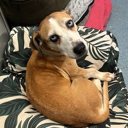 Betty/Welsh Corgi (Pembroke) / Staffordshire Bull Terrier/Female/9 Years 3 Months,Hi there! I’m Betty and I’m a very sweet mature lady who is ready to start a new chapter! I wasn’t in the best condition when I first arrived at the shelter, but I still LOOOOVEE people, and I would love to come home with you and give you all the snuggles on the lounge whilst we watch a movie! Or I’d love to have a nice nap in a round fluffy snuggle bed, they’re so comfy!  As you can probably tell, my legs look a little funny, don’t they? The technical name is “Angular Limb Deformity”, but you may also know it as ‘bow legged’ or ‘knee knocking’. They all mean that my legs are a bit bowed. The vets have checked me over, I can walk around normally, and I am not in pain, but it is important that I don’t become overweight in the future, as this can lead to arthritis. If at any point it seems like I am in pain when trying to walk, it would be best to take me to a vet for a check-up. Whilst I've been in RSPCA's care, I also had a biopsy performed on a lump on my mammary glands, which was a ‘Malignant mass’ (tumor), the tumor was completely removed with no abnormal tissue remaining. Should you be interested in adopting me, our RSPCA veterinarians are happy to provide you with more information.  My pearly whites just had an awesome clean and I had some teeth removed but there are no ongoing issues! So, sometimes I get a little bit worried about being on my own but with the help of my friends here at the shelter, I am starting to learn that some alone time isn’t such a bad thing! You see, all I’ll need is a nice long-lasting chew and something for me to do! I love playing with those cardboard boxes, especially if there’s some treats hidden in them! I have so much FUN when I get to go looking for treats hidden around the yard. Due to being a little Nanna dog, I won’t require lots of exercise, just enough to keep my mind active and sniff all the stuff and all the things!  I am a friendly dog but due to my excitement with making new friends, I will need to meet all my new friends to ensure we will get along! I’m sure we will though! I’ll also have to meet all members of the household, have secure fencing, indoor/outdoor access and ideally, I would love to have someone at home most of the time to hang out with in a peaceful, home environment. Don’t forget I give great cuddles, so I’ll make it worth your time!  Do you think you have all the love possible to give me? If so, I would love for you to come and meet me! All you must do is contact my people. They know what to do!   Requirements: 