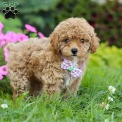 Ceila/Miniature Poodle									Puppy/Female	/8 Weeks,Meet Ceila, the cutest AKC Mini Poodle. She loves to play and has boundless energy. She is always ready for a game of fetch, a brisk walk, or any fun activity that involves their favorite humans. Her playful nature makes her a joy to have around. She has a stunning coat that is both hypoallergenic and non-shedding, perfect for those with allergies. Her fur is beautifully groomed, and she has a graceful presence that turns heads wherever she goes. Poodles are known for their adaptability. They are comfortable in various environments, from bustling city apartments to spacious suburban homes. They get along well with children, other pets, and enjoy being part of family activities.