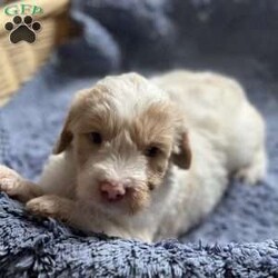 Buster/Mini Goldendoodle									Puppy/Male	/6 Weeks,Happy and playful male Mini Goldendoodle. Raised and socialized with children loves to play with his siblings. Puppies are vet checked and come with a 30 day health guarantee. 