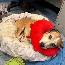 Betty/Welsh Corgi (Pembroke) / Staffordshire Bull Terrier/Female/9 Years 3 Months,Hi there! I’m Betty and I’m a very sweet mature lady who is ready to start a new chapter! I wasn’t in the best condition when I first arrived at the shelter, but I still LOOOOVEE people, and I would love to come home with you and give you all the snuggles on the lounge whilst we watch a movie! Or I’d love to have a nice nap in a round fluffy snuggle bed, they’re so comfy!  As you can probably tell, my legs look a little funny, don’t they? The technical name is “Angular Limb Deformity”, but you may also know it as ‘bow legged’ or ‘knee knocking’. They all mean that my legs are a bit bowed. The vets have checked me over, I can walk around normally, and I am not in pain, but it is important that I don’t become overweight in the future, as this can lead to arthritis. If at any point it seems like I am in pain when trying to walk, it would be best to take me to a vet for a check-up. Whilst I've been in RSPCA's care, I also had a biopsy performed on a lump on my mammary glands, which was a ‘Malignant mass’ (tumor), the tumor was completely removed with no abnormal tissue remaining. Should you be interested in adopting me, our RSPCA veterinarians are happy to provide you with more information.  My pearly whites just had an awesome clean and I had some teeth removed but there are no ongoing issues! So, sometimes I get a little bit worried about being on my own but with the help of my friends here at the shelter, I am starting to learn that some alone time isn’t such a bad thing! You see, all I’ll need is a nice long-lasting chew and something for me to do! I love playing with those cardboard boxes, especially if there’s some treats hidden in them! I have so much FUN when I get to go looking for treats hidden around the yard. Due to being a little Nanna dog, I won’t require lots of exercise, just enough to keep my mind active and sniff all the stuff and all the things!  I am a friendly dog but due to my excitement with making new friends, I will need to meet all my new friends to ensure we will get along! I’m sure we will though! I’ll also have to meet all members of the household, have secure fencing, indoor/outdoor access and ideally, I would love to have someone at home most of the time to hang out with in a peaceful, home environment. Don’t forget I give great cuddles, so I’ll make it worth your time!  Do you think you have all the love possible to give me? If so, I would love for you to come and meet me! All you must do is contact my people. They know what to do!   Requirements: 