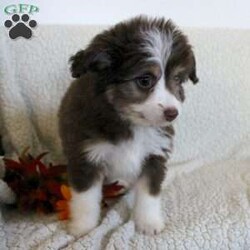 Lucy/Mini Aussiedoodle									Puppy/Female	/8 Weeks,Meet thi loving one of a kind Mini Aussiedoodle puppy with a heart of gold! This little cuite loves attention and come up to date on shots and dewormer. Our puppies are examined by our vet prior to joining their new homes! We also do genetic testing on our parents and offer an extended health guarantee. We focus on early socialization and our children love to play with the puppies each day to help socialize them. To learn more about our puppies contact us today! 