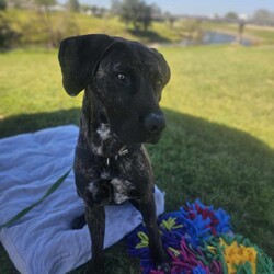 Bruno/Bullmastiff/Male/1 Year 9 Months,Hi I'm Bruno and I'm a big bugalug of a boy that needs a comfy home to settle into. I am a big goofy boy, who loves car trips to low trafficked parks, where I can sniff up a storm, as I investigate the world through my nose and have some tasty treats to decompress afterwards. I am not a fussy man and love all things food! Food is one of my love languages! I will need a home that has had experience with big dogs before and adores them to bits! I love being with my family and lounging around so I would love it if someone was home with me most of the time. I can be a bit bouncy at times but also can be sensitive at others, so it is best for me that I go to a home that is a bit more mature. I am unfortunately not a big fan of other dogs as I just don't understand them very well. I tend to get a bit overwhelmed when around them and like to keep my distance from them. This just means that you get me all to yourselves and you to me! Requirements: -Must meet all family – Must be only dog -Children over 15 years – Owner home more often -Peaceful/Quiet home – Experienced owner Bruno is a special boy that is looking for a place to call his own. If you think that your family fits the bill, then please apply for him at    Love and tail wags! Bruno