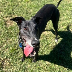 Ashley/Greyhound/Female/6 Years 5 Months,Hi everyone my name is Ashley and I am a super fun loving greyhound who is looking for her perfect match!! I am a medium energy girl, unlike other greyhounds I can be a bit jumpy and pushy when I want something from my humans, I have my moments of speed and zoomies but then I am happy to explore the yard and have a nap in the sun. I would love a bigger backyard with a fun zoom track for me to use, having indoor and outdoor access would be ideal for me as I do love the creature comforts of home and a nice comfy couch with my name on it sounds devine. I will not be suited to apartment living as I need access to a yard to do my zoomies when needed. My ideal home would be with older kids, I can be a bit snatching with my food and I love to have my own toys, I will need a family that can be respectful of that and continue to proactive trade outs with me. I would also like to be the only pet in the home, I have meet some dogs and walk well with them if they are calm but I do not enjoy them jumping on me and invading my personal space. I would love my new family to have some knowledge of my breed or have done some research about my needs. Requirements: -Must meet all family  –  No children under 12 -Must be only pet  –  Indoor/outdoor access (not suited to apartments) If you think I could be the girl for you please head into the shelter today and say hi, I would love to meet my new family and come home with you!! Love Ashley