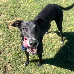 Ashley/Greyhound/Female/6 Years 5 Months,Hi everyone my name is Ashley and I am a super fun loving greyhound who is looking for her perfect match!! I am a medium energy girl, unlike other greyhounds I can be a bit jumpy and pushy when I want something from my humans, I have my moments of speed and zoomies but then I am happy to explore the yard and have a nap in the sun. I would love a bigger backyard with a fun zoom track for me to use, having indoor and outdoor access would be ideal for me as I do love the creature comforts of home and a nice comfy couch with my name on it sounds devine. I will not be suited to apartment living as I need access to a yard to do my zoomies when needed. My ideal home would be with older kids, I can be a bit snatching with my food and I love to have my own toys, I will need a family that can be respectful of that and continue to proactive trade outs with me. I would also like to be the only pet in the home, I have meet some dogs and walk well with them if they are calm but I do not enjoy them jumping on me and invading my personal space. I would love my new family to have some knowledge of my breed or have done some research about my needs. Requirements: -Must meet all family  –  No children under 12 -Must be only pet  –  Indoor/outdoor access (not suited to apartments) If you think I could be the girl for you please head into the shelter today and say hi, I would love to meet my new family and come home with you!! Love Ashley