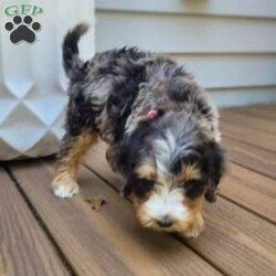 Venus/Mini Bernedoodle									Puppy/Female	/July 27th, 2024,Beartown Doodles is excited to introduce Venus from the Galaxy litter. She is a sweet mini bernedoodle puppy raised with lots of love. Venus would love to have someone to be her furever companion. Mama Molly did an amazing job raising this litter, she is a 30lb mini bernedoodle who is very loving and affectionate. Enzo (Dad) is a beautiful blue merle   mini bernedoodle. Both parents are genetic health tested giving you peace of mind that you will be getting a healthy puppy.