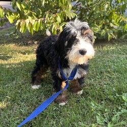 Adopt a dog:Oolong/Bernedoodle/Female/Baby,hi Oolong!

This sweet girl is a 3-month-old bernadoodle. She and her siblings came to us when the Lancaster breeder didn't sell them quickly enough. She is 15 lbs. and we are expecting her to be on the medium/bigger size.

The whole group is wonderful! They are friendly, happy and sweet. They love all people and have already mastered the sad puppy eyes when they are trying to get away with puppy mischief or if you give them a bath. They will be wonderful additions to any homes.

She will need to meet any resident dogs.

At this age, puppy classes will be very important so she could grow into the best dog possible.

She come spayed, vaccinated, dewormed, microchipped and 4dx tested. 

**If you are serious about adoption, please fill out the adoption application on our website www.phoenixanimalrescue.com Her adoption fee is $550**

Phoenix Animal Rescue
Chester Springs, PA
Kennel License #5152