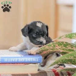 Jeremy/Cavapoo									Puppy/Male	/5 Weeks,Adorable, Playful, and Friendly! These Cavapoo puppies are family raised with lots of love and attention!