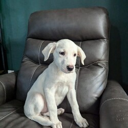 Daisy/Great Pyrenees/Female/Baby Adopt a dog:Daisy/Great Pyrenees/Female/Baby,My name is Daisy and I’m a female 11 week old Great Pyrenees/Lab mix. I am extremely sweet and pretty calm for a puppy! I love people, especially when they give me snuggles. I’m great with kids and other dogs. I’m even good with cats. I’m doing well with potty and crate training too!
Apply to adopt me here: https://form.jotform.com/241117932808154