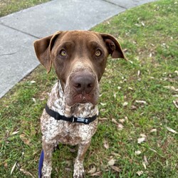Adopt a dog:Odin/Pointer/Male/2 Years,Hi, I'm Odin! I'm a young male Pointer with a love for exploring and learning new things every day. I'm not your average couch potato – I like to stay active and engage in fun activities. I'd love a wilderness hike, a beach trip, or even just a big old game of tug-o-war! I promise to be your loyal companion, always ready for new adventures or just a leisurely walk in the park! I am best suited to a family with kids 12 years or older, and I would prefer to be the only dog in the house. I haven't had much experience with other animals, but I haven't shown any issues with them so far. Requirements: I’m still learning about life and would love a family that can help me navigate this exciting world. I promise if you choose me, I'll shower you with love and devotion. I can’t wait to start creating memories with you! Love and tail wags, Odi