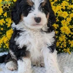 Molly/Mini Bernedoodle									Puppy/Female	/6 Weeks,Hello everyone! Meet our very precious little girl, sweet Molly. She is a beautiful F1 Mini bernadoodle with a beautiful coat of soft wavy hair! Her momma is a beautiful Bernese mountain dog and dad is a Mini poodle. Molly will be between 25 and 35lbs fully grown. She has a super sweet temperament and plays very well with kids! She is sure to make the perfect companion to anyone giving her lots of love!:) she loves to cuddle and give lots of kisses she will be available to her new home on October 1st. She is a very happy and healthy little gal!