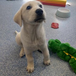 Adopt a dog:Groot/Maremma Sheepdog/Male/4 Months,Hi, I'm Groot and I am a special little boy who is now on the search for my new forever home! Is that going to be with you? As I am a Maremma I will need a family that understands my breed and what I was made to do. As a guardian breed, I will need a lot of socialization and ongoing training to make sure that I become a nice well rounded little man. You will need to understand the management I will need in a home due to my breed behaviors. As a young pup I will need solid and secure fencing as well as indoor and outdoor access. I will not be suited to apartment living and will need a large yard to roam in. It would also be best for me if there was someone home all the time while I am settling in. This will help me build my bonds with my new family and make me feel safe in the home! This will help me feel calm and relaxed throughout my day. I have shown some social behaviors with other dogs but can still show some fear with big boisterous dogs so we will have to make sure if you have a canine, we are the right match. I will need to meet all family members on the day of my adoption especially any little kids to make sure we are the right fit. Requirements: If you think that your home is perfect for little Groot, please place an application in at  Love and Wiggles from Groot! Xxoo