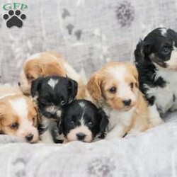 Jeremy/Cavapoo									Puppy/Male	/5 Weeks,Adorable, Playful, and Friendly! These Cavapoo puppies are family raised with lots of love and attention!