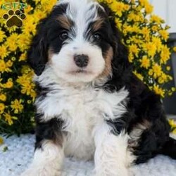 Molly/Mini Bernedoodle									Puppy/Female	/6 Weeks,Hello everyone! Meet our very precious little girl, sweet Molly. She is a beautiful F1 Mini bernadoodle with a beautiful coat of soft wavy hair! Her momma is a beautiful Bernese mountain dog and dad is a Mini poodle. Molly will be between 25 and 35lbs fully grown. She has a super sweet temperament and plays very well with kids! She is sure to make the perfect companion to anyone giving her lots of love!:) she loves to cuddle and give lots of kisses she will be available to her new home on October 1st. She is a very happy and healthy little gal!