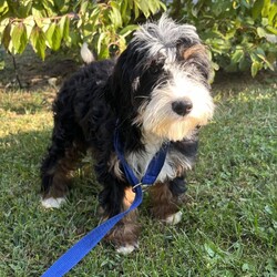 Adopt a dog:Oolong/Bernedoodle/Female/Baby,hi Oolong!

This sweet girl is a 3-month-old bernadoodle. She and her siblings came to us when the Lancaster breeder didn't sell them quickly enough. She is 15 lbs. and we are expecting her to be on the medium/bigger size.

The whole group is wonderful! They are friendly, happy and sweet. They love all people and have already mastered the sad puppy eyes when they are trying to get away with puppy mischief or if you give them a bath. They will be wonderful additions to any homes.

She will need to meet any resident dogs.

At this age, puppy classes will be very important so she could grow into the best dog possible.

She come spayed, vaccinated, dewormed, microchipped and 4dx tested. 

**If you are serious about adoption, please fill out the adoption application on our website www.phoenixanimalrescue.com Her adoption fee is $550**

Phoenix Animal Rescue
Chester Springs, PA
Kennel License #5152