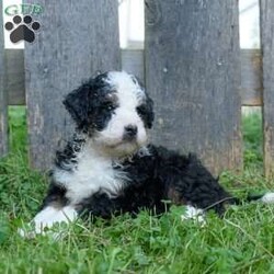 Candy/Mini Bernedoodle									Puppy/Female	/6 Weeks,Candy is a very happy healthy little cuddlebear! She is being raised in great environment, with lots of quality time with both children and adults. She is also being taught the basic fundamentals of leash training, as well as some crate training and leash training.