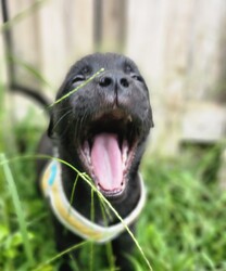 Adopt a dog:Max/Mixed Breed/Male/Baby,Meet Max: The Sweetest Puppy!

Max is a delightful black mixed breed puppy who has captured everyone's hearts with his gentle and loving nature. This little guy is the epitome of sweetness and is always ready to shower you with affection.

Max is incredibly well-behaved and gets along wonderfully with other dogs, children, and all people. His playful spirit and boundless energy make him a joy to be around. Whether he's chasing after a ball, splashing in water, or simply cuddling up for a nap, Max brings happiness wherever he goes.

Despite his playful side, Max also knows how to relax and enjoy quiet moments. He loves to snuggle and will happily curl up next to you for some quality cuddle time. His calm demeanor and loving personality make him the perfect companion for any family.

Max is looking for a forever home where he can continue to spread joy and love. If you're ready to welcome this sweet, good-natured puppy into your life, Max is ready to meet you!

Are you ready to give Max the loving home he deserves? Contact us today to learn more about this wonderful pup!